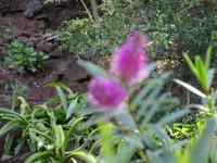 IMG_0231.JPG