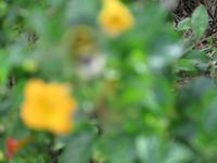 IMG_0231.JPG
