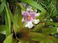IMG_3027 Zu Besuch im Orchideen Garten von Funchal
