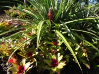 Im Botanischen Garten von Funchal - Ananas Bromelia
