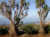 Im Botanischen Garten von Funchal - Elefantenfuss
