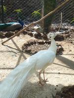 Im Botanischen Garten von Madeira - ein weißer Pfau