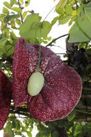 Im Garten der Familie Blandy