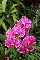 Im Orchideen-Garten in Funchal