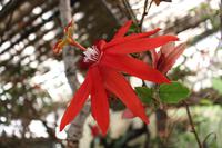 Im Orchideen-Garten in Funchal