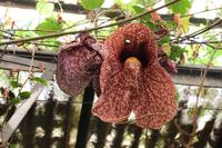 Im Orchideen-Garten in Funchal
