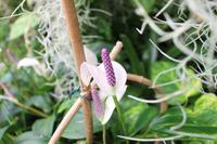 Im Orchideen-Garten in Funchal