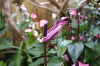 Im Orchideen-Garten in Funchal