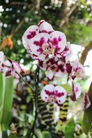 Im Orchideen-Garten in Funchal