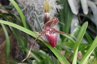 Im Orchideen-Garten in Funchal