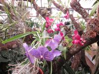 Im Orchideen-Garten