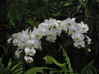 Im Orchideen-Garten