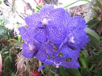 Im Orchideen-Garten