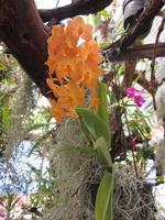 Im Orchideen-Garten