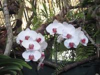 Im Orchideen-Garten