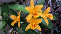 Im Orchideengarten