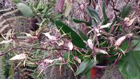 Im Orchideengarten