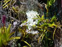 Im Orchideengarten
