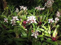 Im Orchideengarten