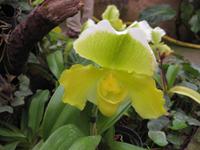 Im Orchideengarten