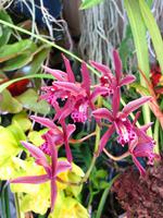Im Orchideengarten