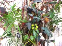 Im Orchideengarten