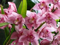 Im Orchideengarten