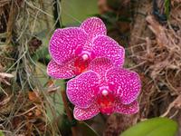 Im Orchideengarten