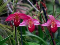 Im Orchideengarten