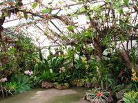 Im Orchideengarten