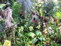 Im Orchideengarten