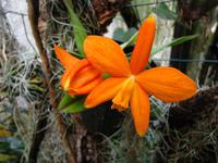 Im Orchideengarten
