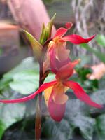 Im Orchideengarten