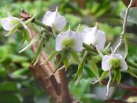 Im Orchideengarten