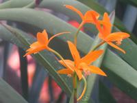 Im Orchideengarten
