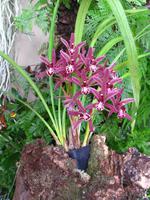 Im Orchideengarten