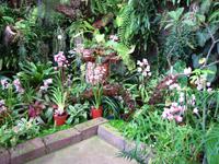 Im Orchideengarten