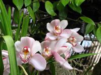 Im Orchideengarten