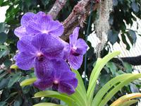 Im Orchideengarten