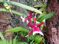 Im Orchideengarten