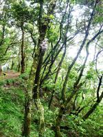 Im Wald