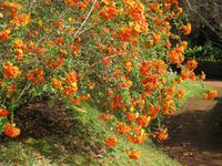 In Blandy's Garten