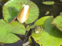 In Blandys Garden