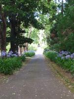 In Blandys Garden