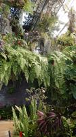 Jardim Orchidea