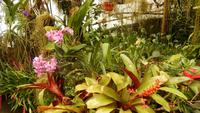Jardim Orchidea