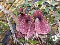 Jardim OrquÃ­dea - rießige Orchidee