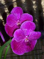 Jardim OrquÃ­dea