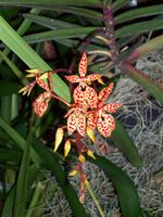 Jardim OrquÃ­dea