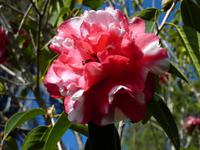 Kamelienblüte